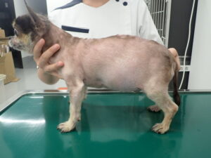 犬のクッシング症候群　症状と原因、治療方法について解説します。